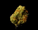 Gelato #41 Indoor Smalls