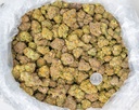 MARTIAN CANDY INDOOR