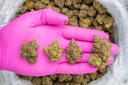 MARTIAN CANDY INDOOR