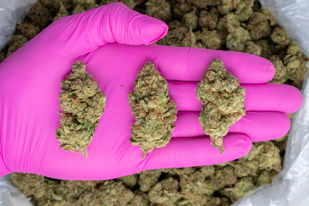 OG CHERRY INDOOR
