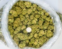 Turtle Pie