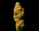 Starburst Indoor
