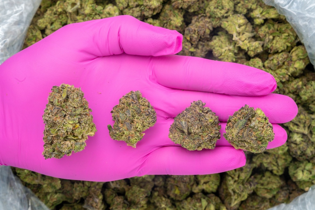 Blue Cherry Gelato