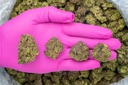 Blue Cherry Gelato