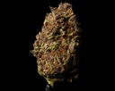 Tropicana Cherry
