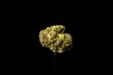 Tropicana Cherry Smalls