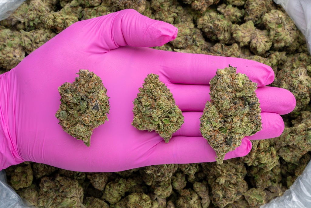 Black Cherry Cheesecake Indoor