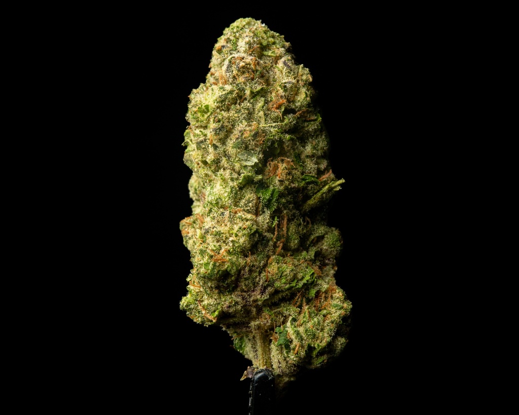 Mr. Nasty Indoor