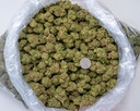 Jokerz Candy Indoor