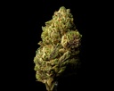 Jokerz Candy Indoor