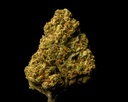Cinderella OG 