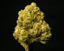 Hollyweed 