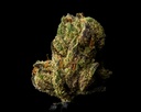 Jokerz Candy Indoor Smalls