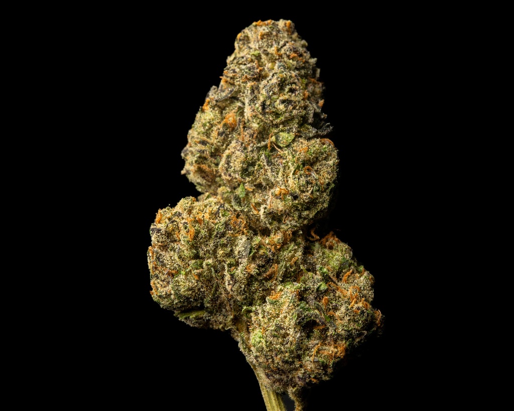 Coco-Lato Indoor
