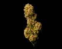 Dosidos
