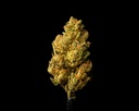 Ghost Vapor OG