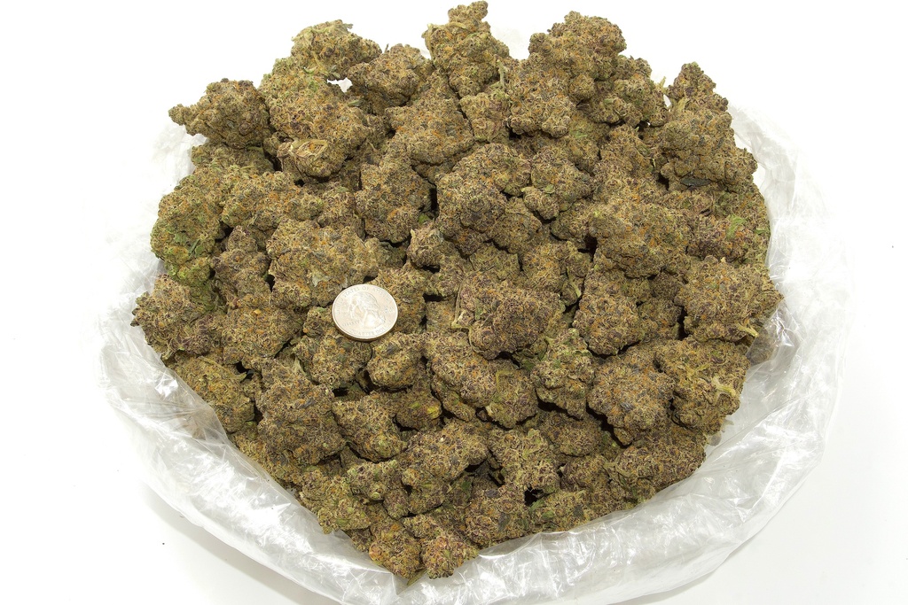 Demon King Indoor