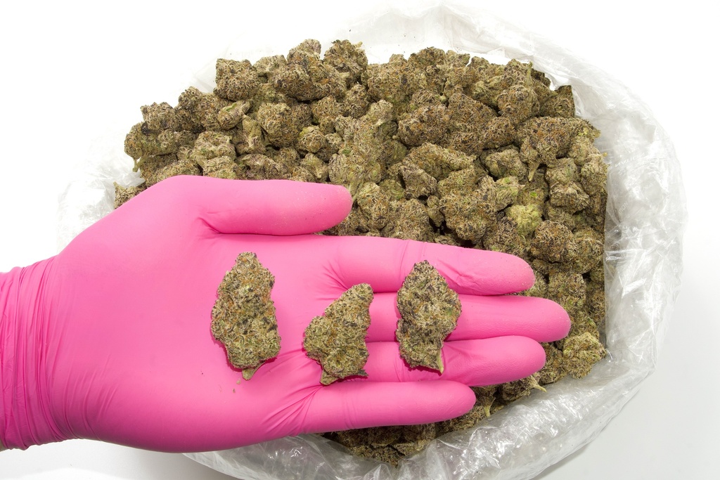 Grape Candy Indoor