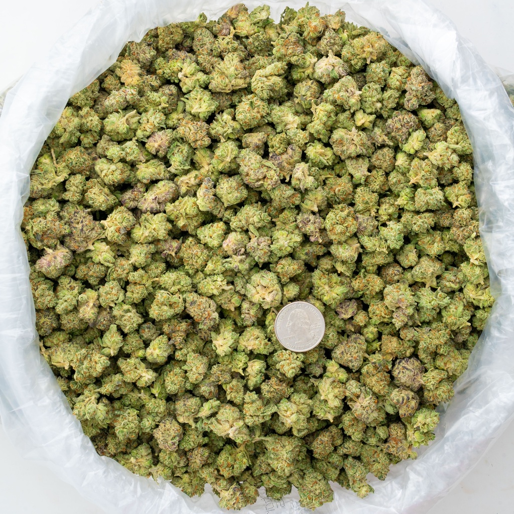 La Bomba Indoor Smalls
