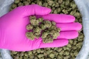 La Bomba Indoor Smalls