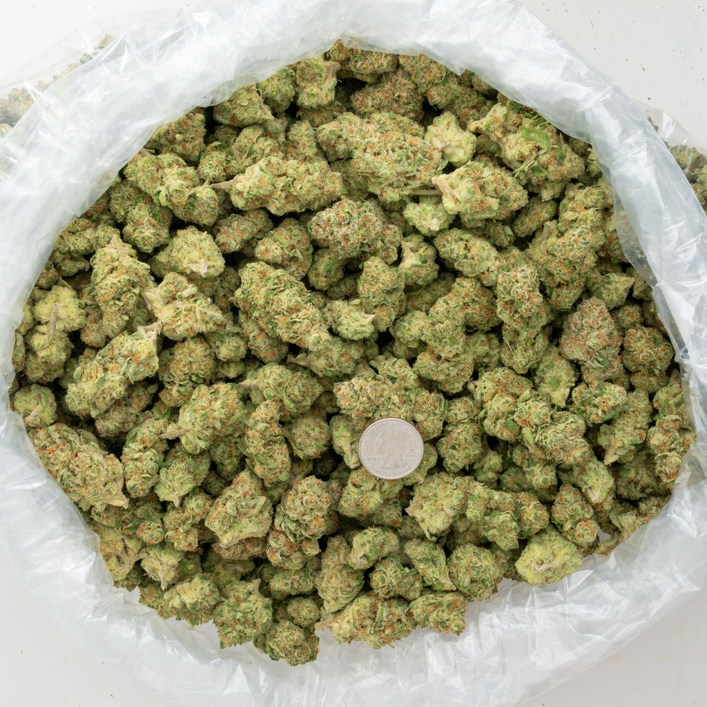 Bananaconda Indoor