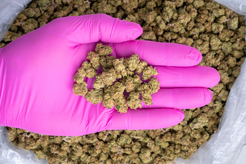 Jack Herer Smalls