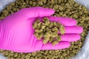 Kush Crasher Smalls
