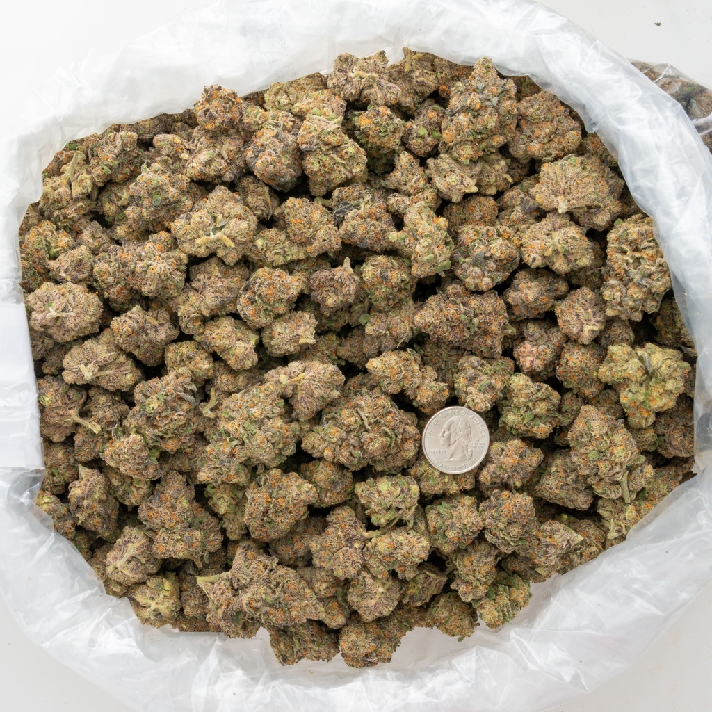 Pluto Indoor
