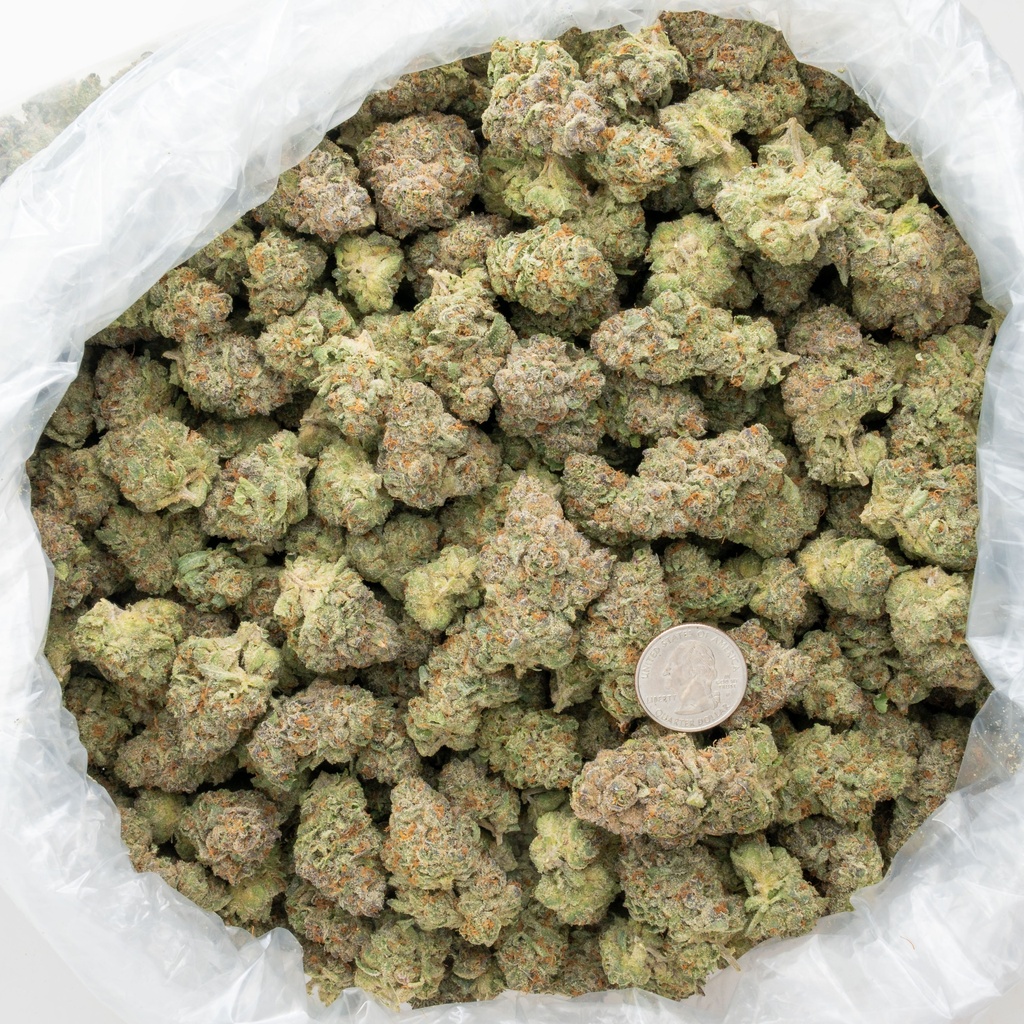 Stardawg Guava Indoor