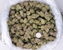 Stardawg Guava Indoor