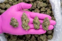 Stardawg Guava Indoor