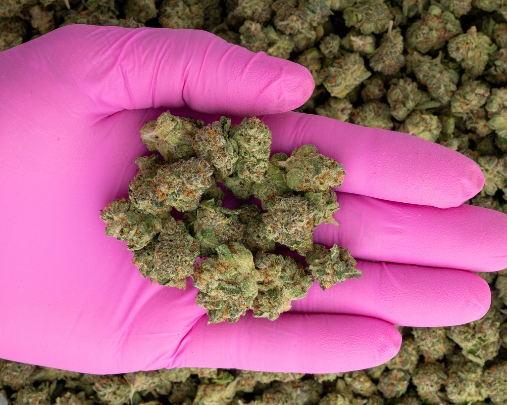 Stardawg Guava Indoor Smalls