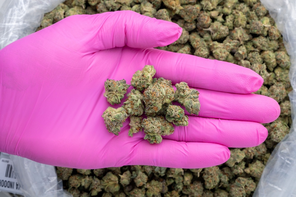 Stardawg Guava Indoor Mediums