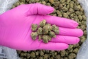 Stardawg Guava Indoor Mediums