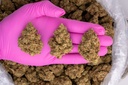 Jack Herer Indoor