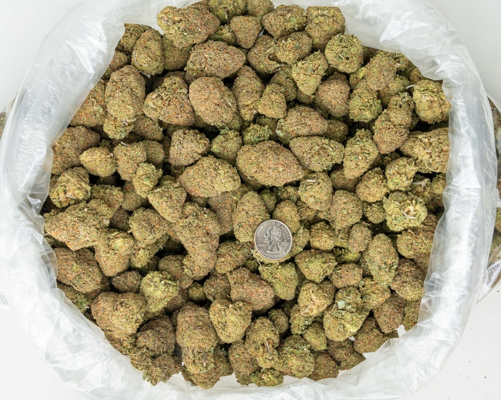 Hindu Kush Indoor