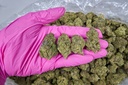 PURPLE URKLE