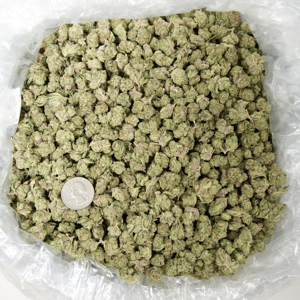 GELATO SMALLS