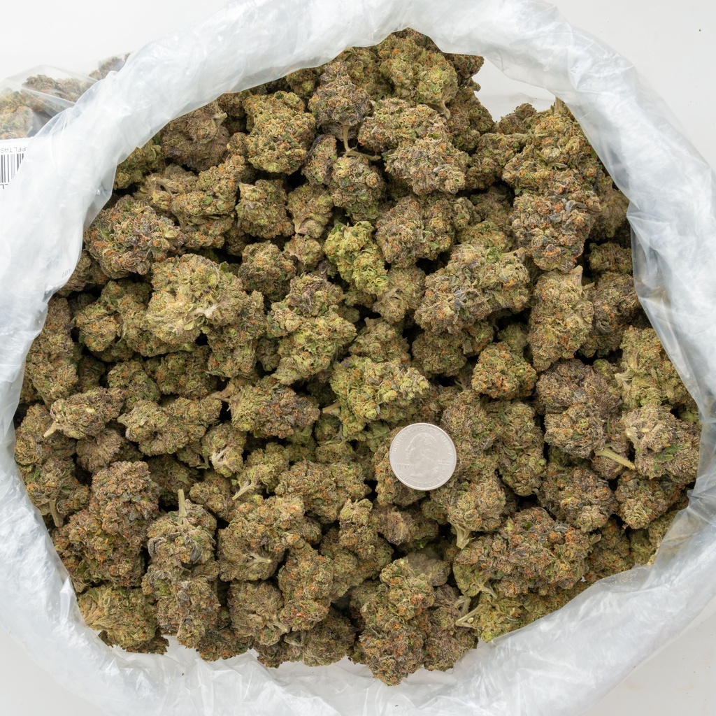 Coco-Latto Indoor