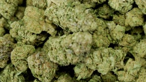 APPLE FRITTER