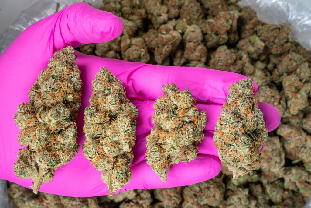 Blockberry Indoor
