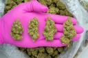 Gelato