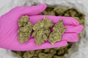 Forbidden Fruit Indoor
