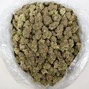 Astro Candy Indoor