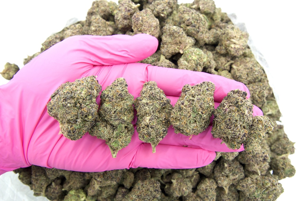 Purple Milk Indoor
