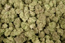 Biscotti Runtz Indoor