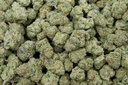 Og Cherry Indoor