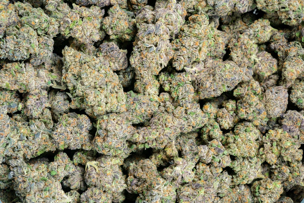Coco-Lato Indoor