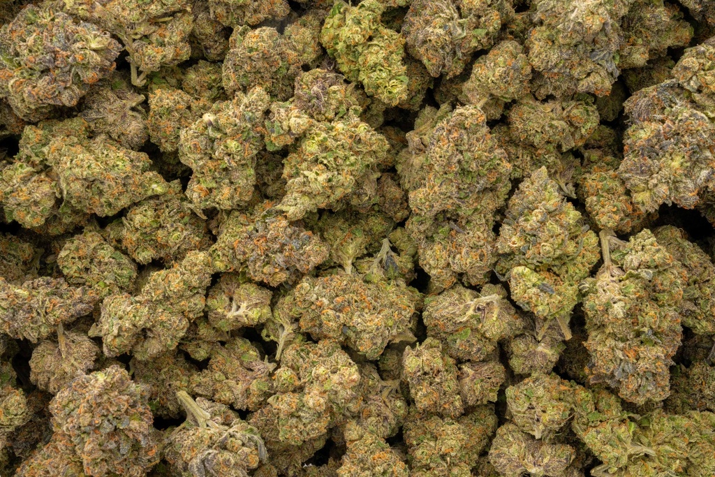 Coco-Lato Indoor