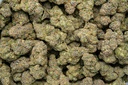 Coco-Lato Indoor